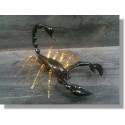  Scorpion en verre marron et noir 