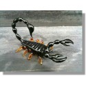 Scorpion en verre noir et rouge 