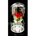 Rose sous globe en verre en verre