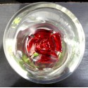 Rose sous globe en verre