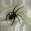 Araignée noire en verre
